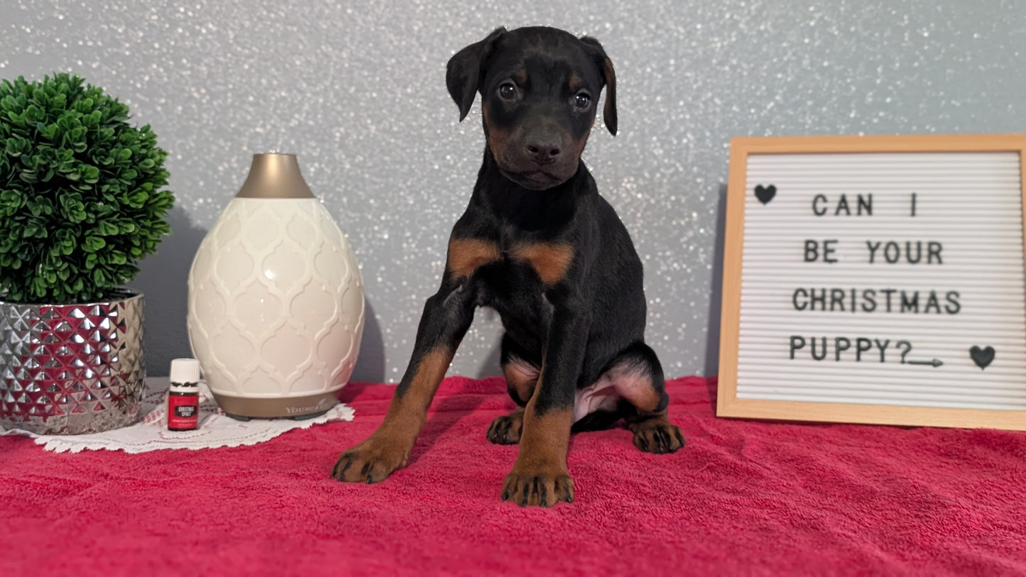 DOBERMAN PINSCHER (OCT 17) MALES
