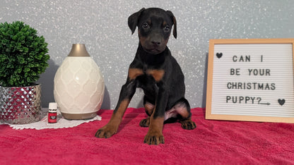 DOBERMAN PINSCHER (OCT 17) MALES