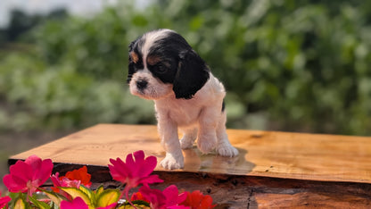 CAVALIER (MAY 30) FEMALES