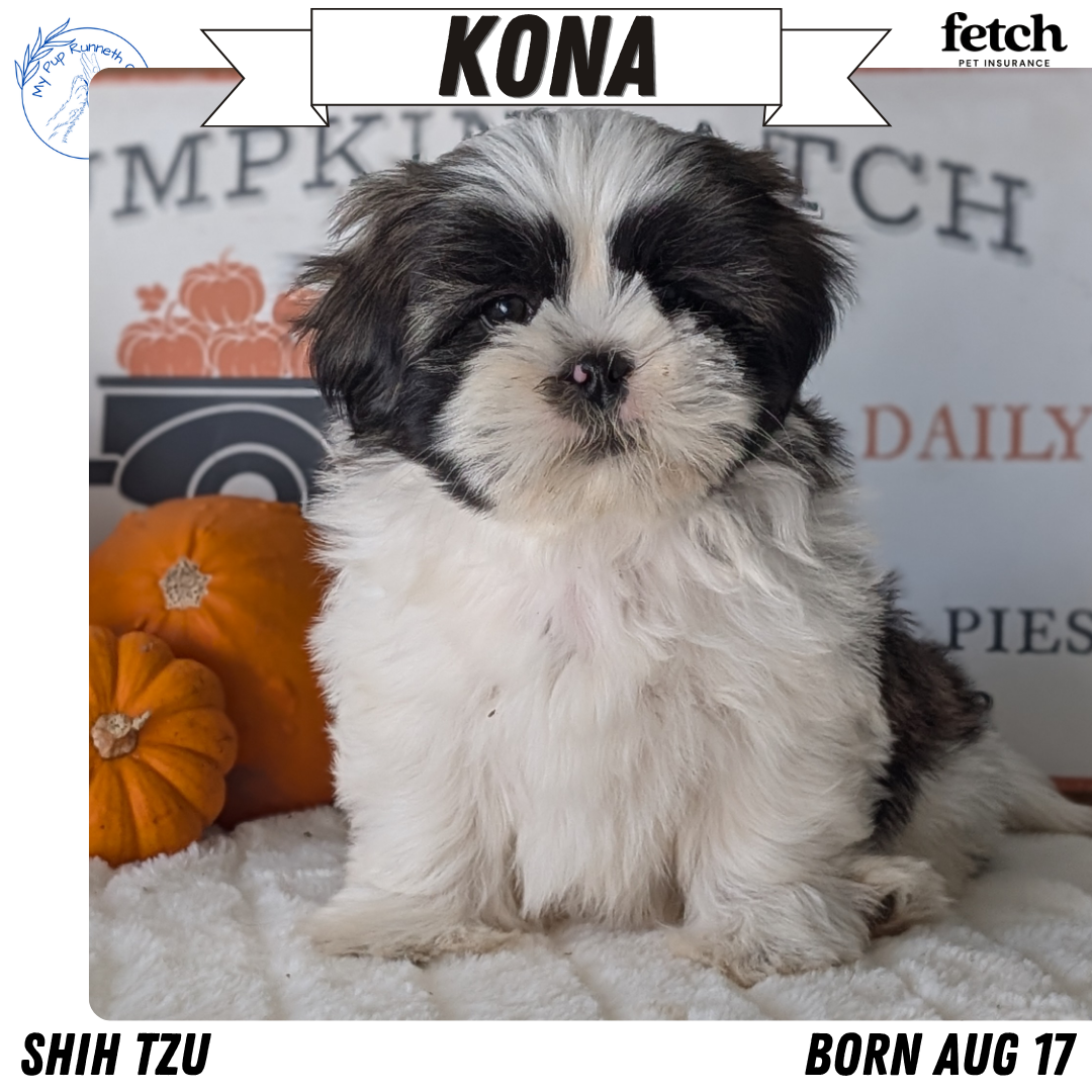 SHIH TZU (AUG 17) 2 FEMALES/3 MALES