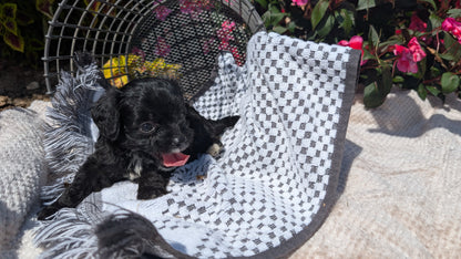 CAVAPOO (06/28) MALE