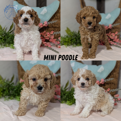 MINI POODLE (DEC 04) MALES