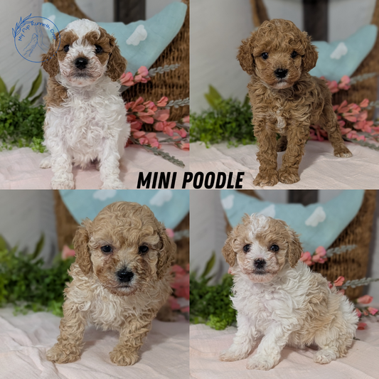 MINI POODLE (DEC 04) FEMALE