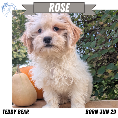 TEDDY BEAR (06/29) FEMALE