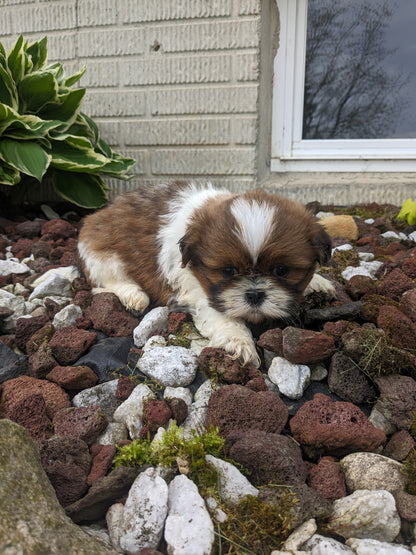 SHIH TZU (03/17) MALE