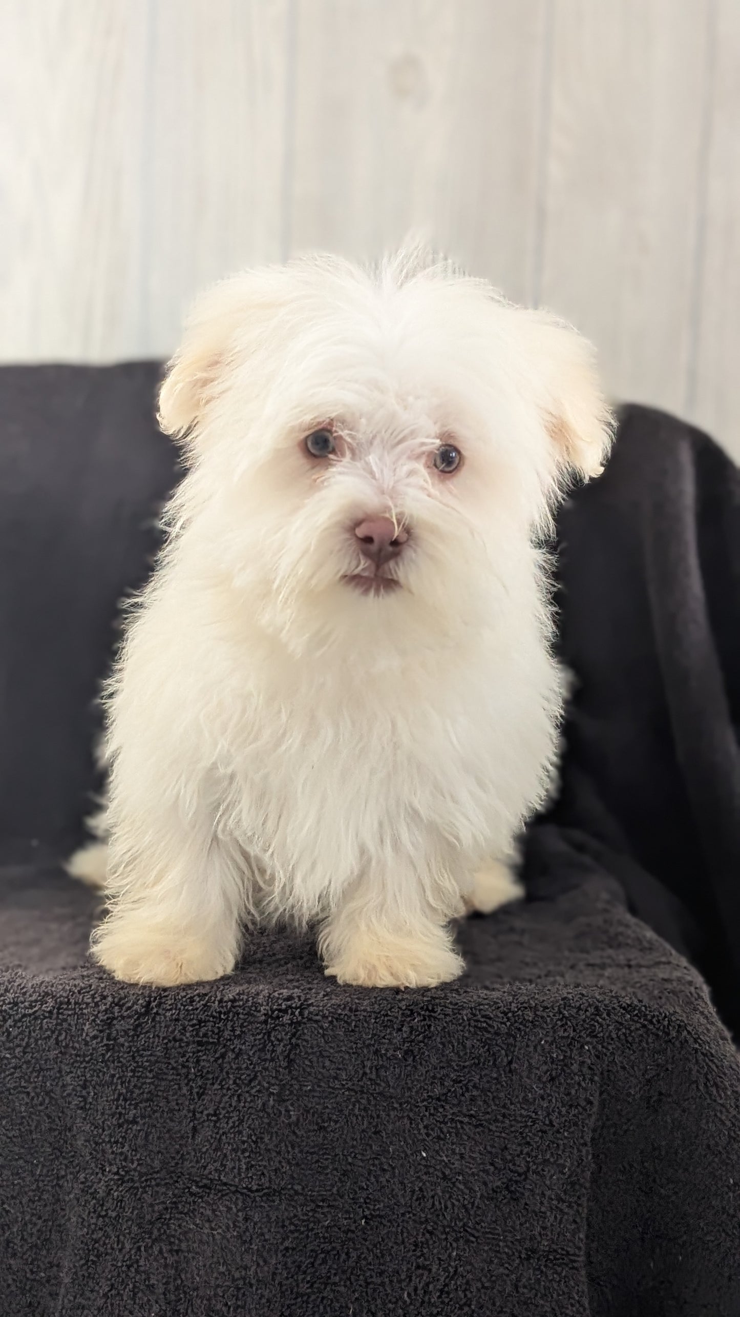 HAVANESE (OCT 25) MALES