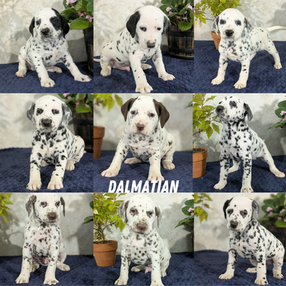 DALMATIAN (02/14) FEMALE