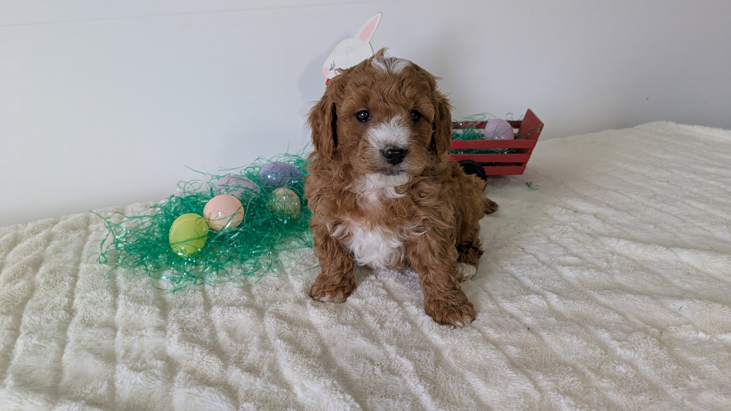 MINI GOLDENDOODLE (02/28) MALE