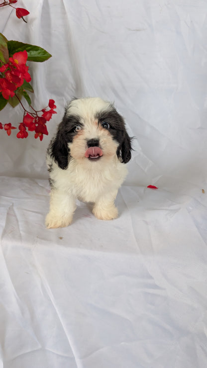 TEDDY BEAR (06/29) FEMALE