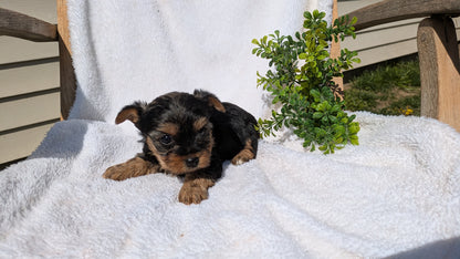 YORKSHIRE TERRIER (02/28) FEMALE