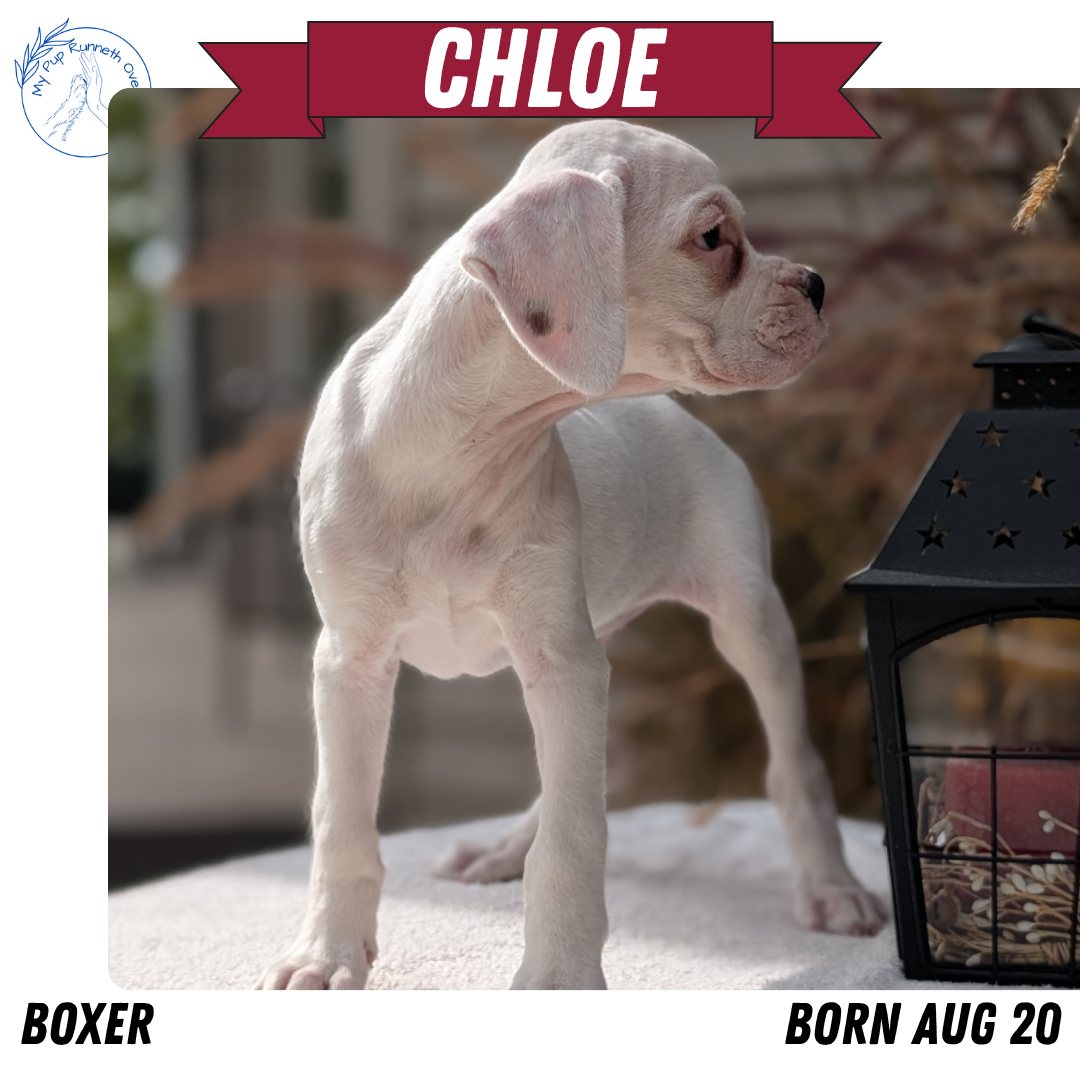 BOXER (08/20) FEMALE