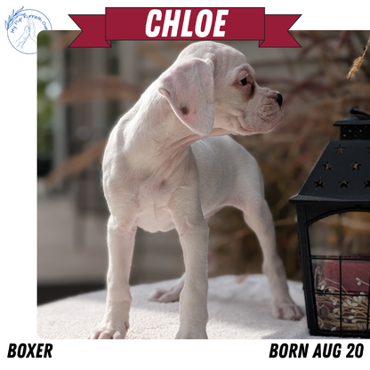 BOXER (08/20) FEMALE