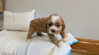 COCKER SPANIEL (02/14) MALE