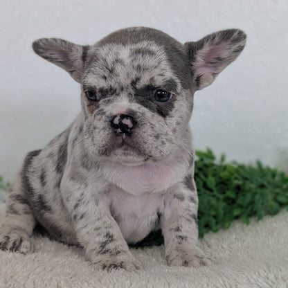 FRENCH BULLDOG (FEB 16) FEMALES