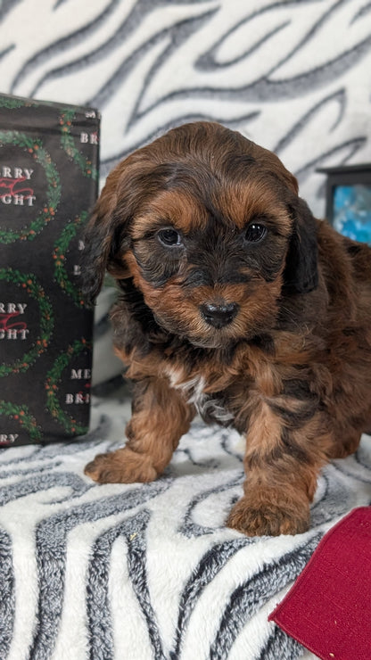 MINI LABRADOODLE (OCT 20) FEMALES