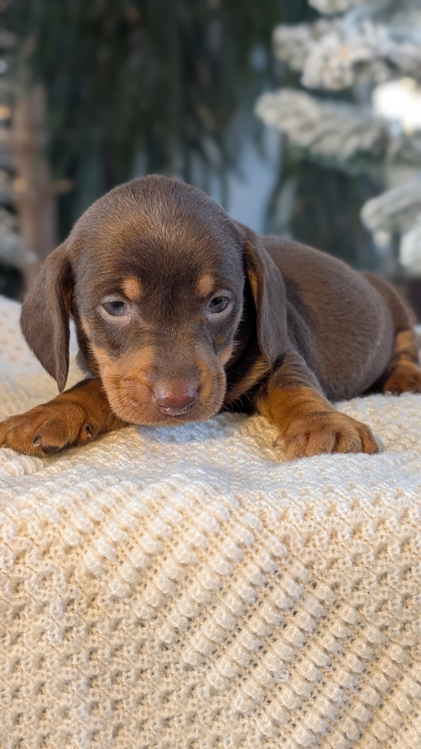 MINI DACHSHUND (NOV 16) MALES