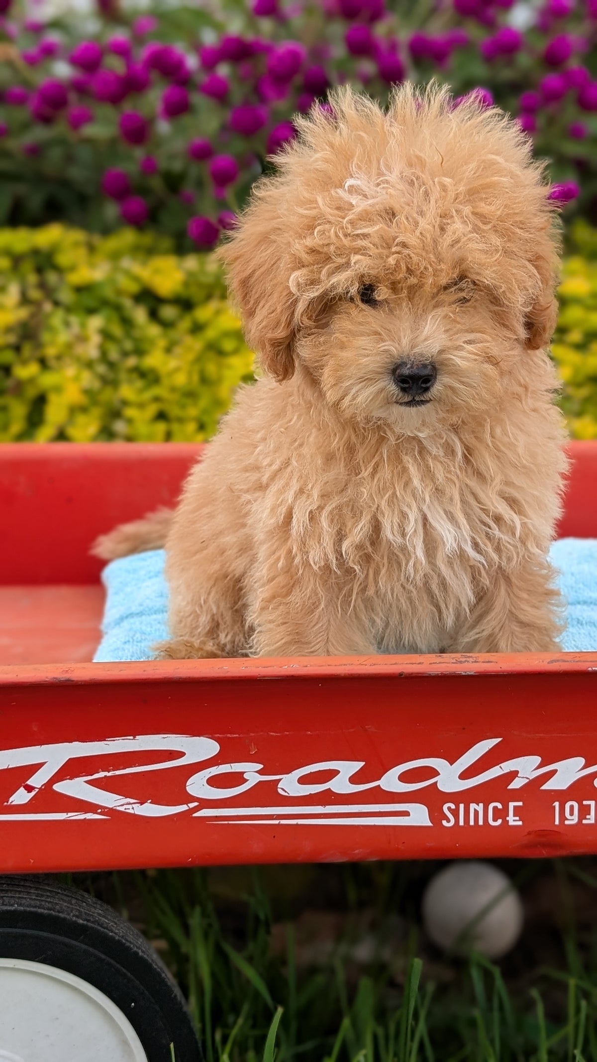 MINI POODLE (JUN 21) 4 MALES