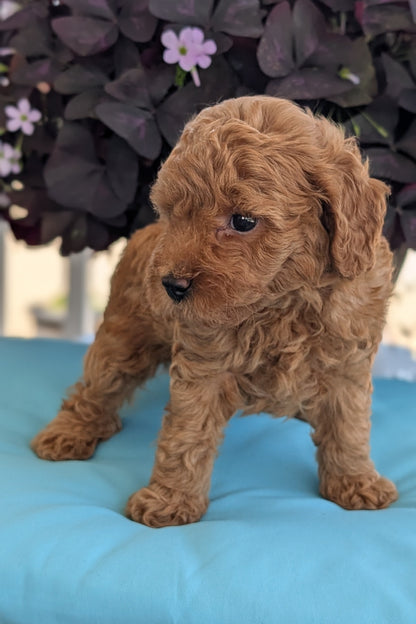 TOY POODLE (MAY 26) MALES