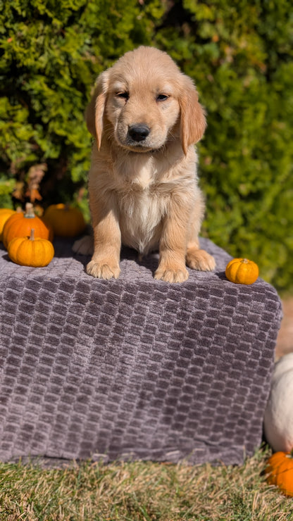 GOLDEN RETRIEVER (08/14) MALE