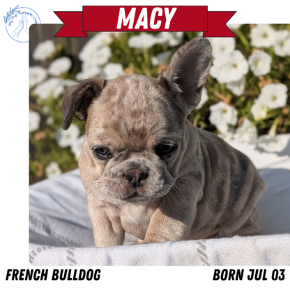 FRENCH BULLDOG (07/03) FEMALE