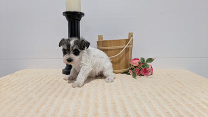 MINI SCHNAUZER (02/18) FEMALE