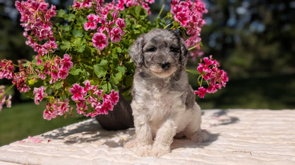 MINI BERNEDOODLE (06/11) FEMALE