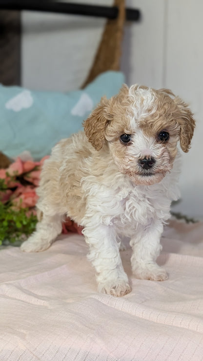MINI POODLE (DEC 04) FEMALE