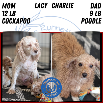 COCKAPOO (FEB 04) MALES
