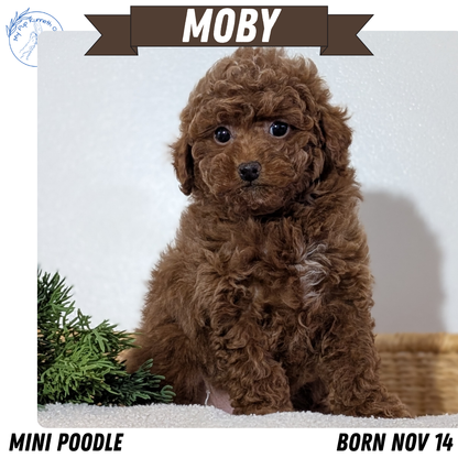 MINI POODLE (NOV 14) MALES