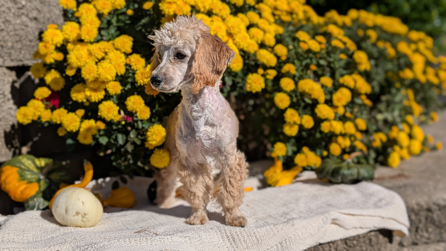 MINI POODLE (05/19) FEMALE