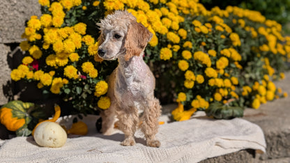 MINI POODLE (05/19) FEMALE