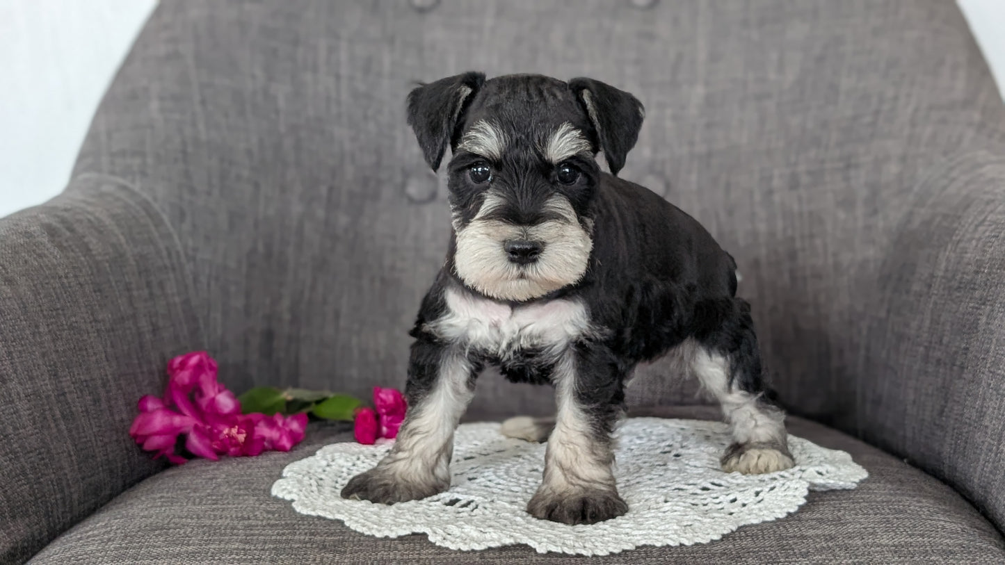 MINI SCHNAUZER (JAN 20) MALES