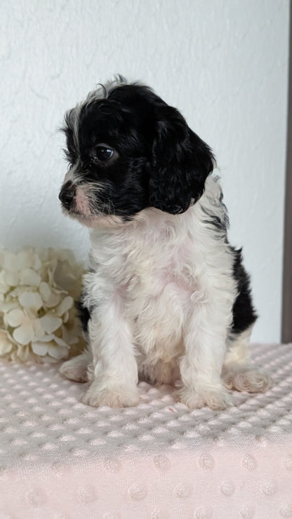 CAVAPOO (APR 02) MALES