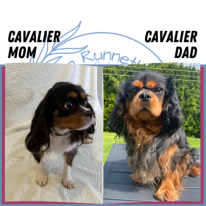 CAVALIER (12/22) FEMALE