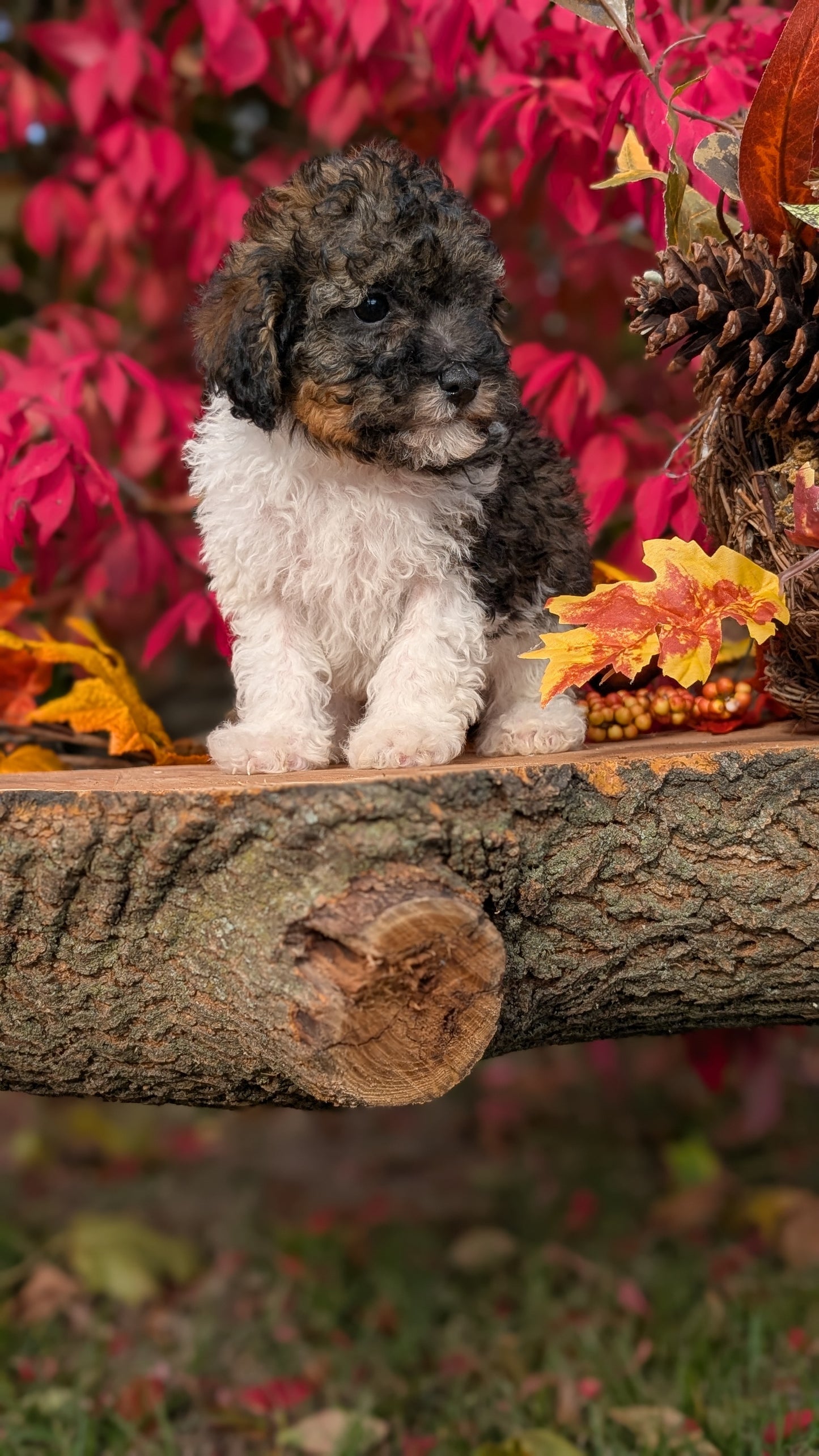 TOY POODLE (09/10) MALE