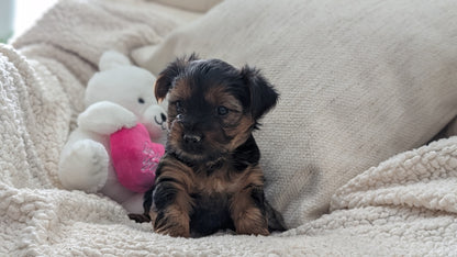 YORKSHIRE TERRIER (DEC 24) FEMALES