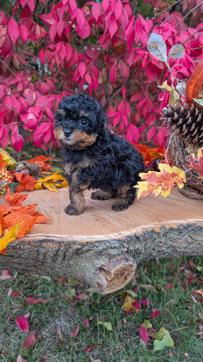 TOY POODLE (09/10) MALE