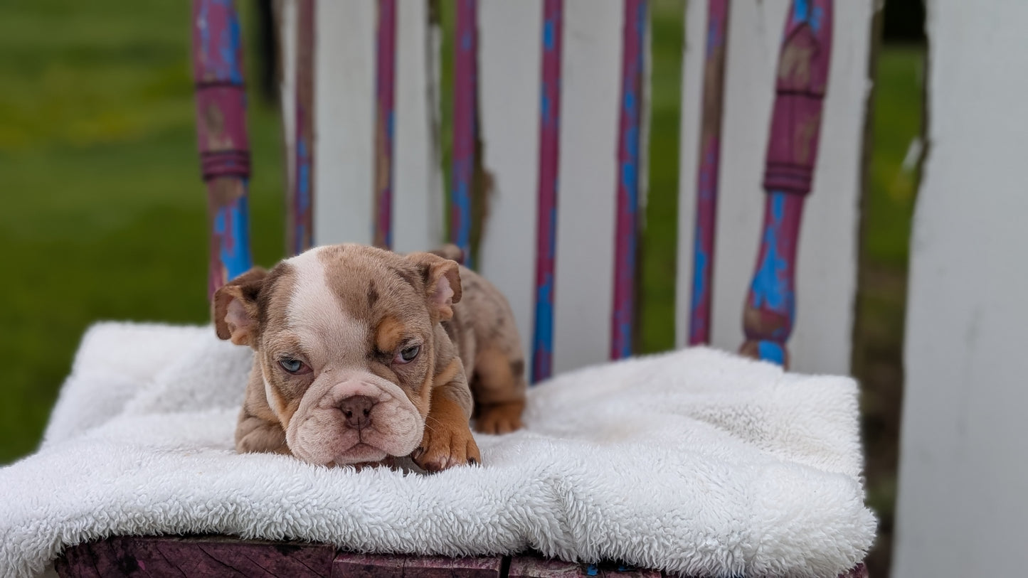 ENGLISH BULLDOG (FEB 09) FEMALES