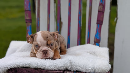 ENGLISH BULLDOG (FEB 09) FEMALES