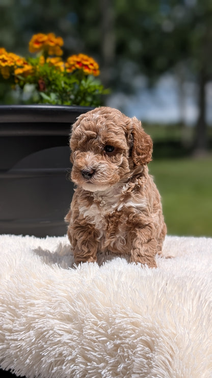 MINI POODLE (MAY 12) FEMALES