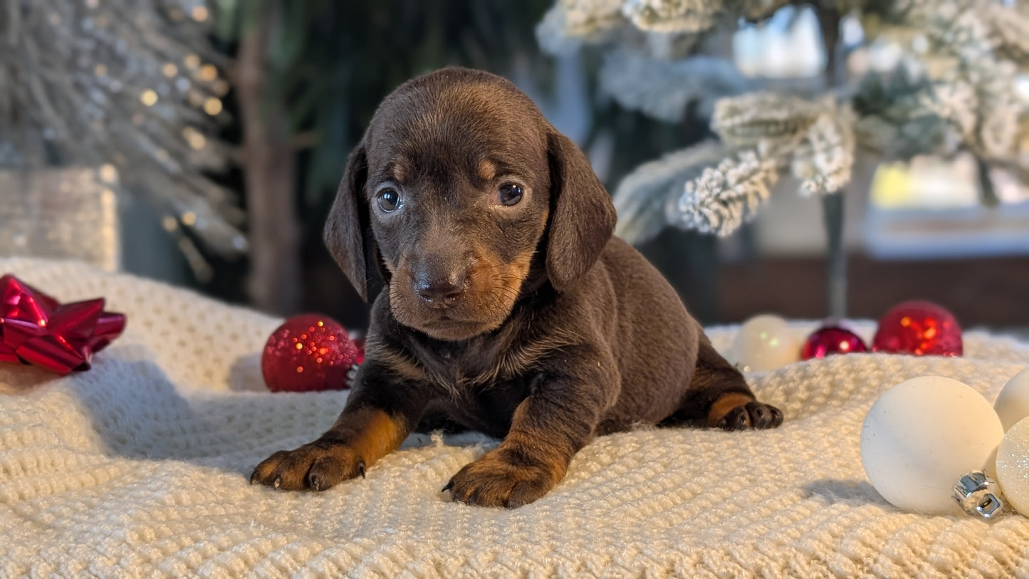 MINI DACHSHUND (NOV 16) FEMALES