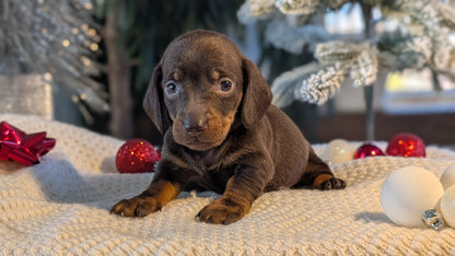 MINI DACHSHUND (NOV 16) FEMALES