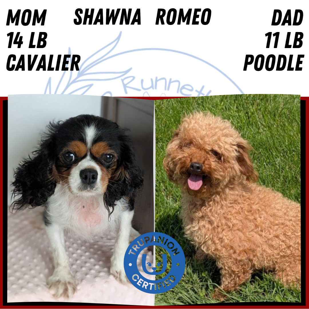 CAVAPOO (APR 02) FEMALE