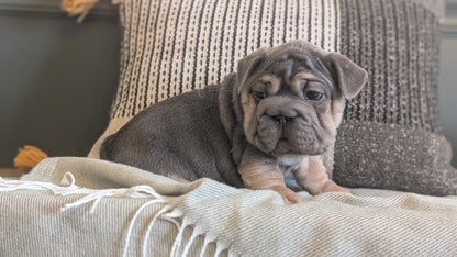 FRENCH BULLDOG (JAN 09) MALES