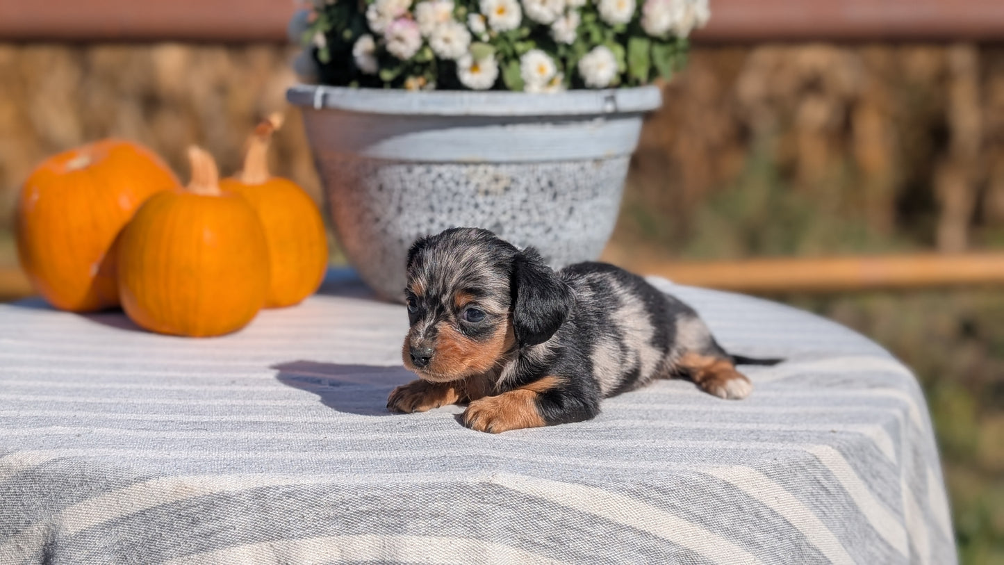 MINI DACHSHUND (09/01) FEMALE