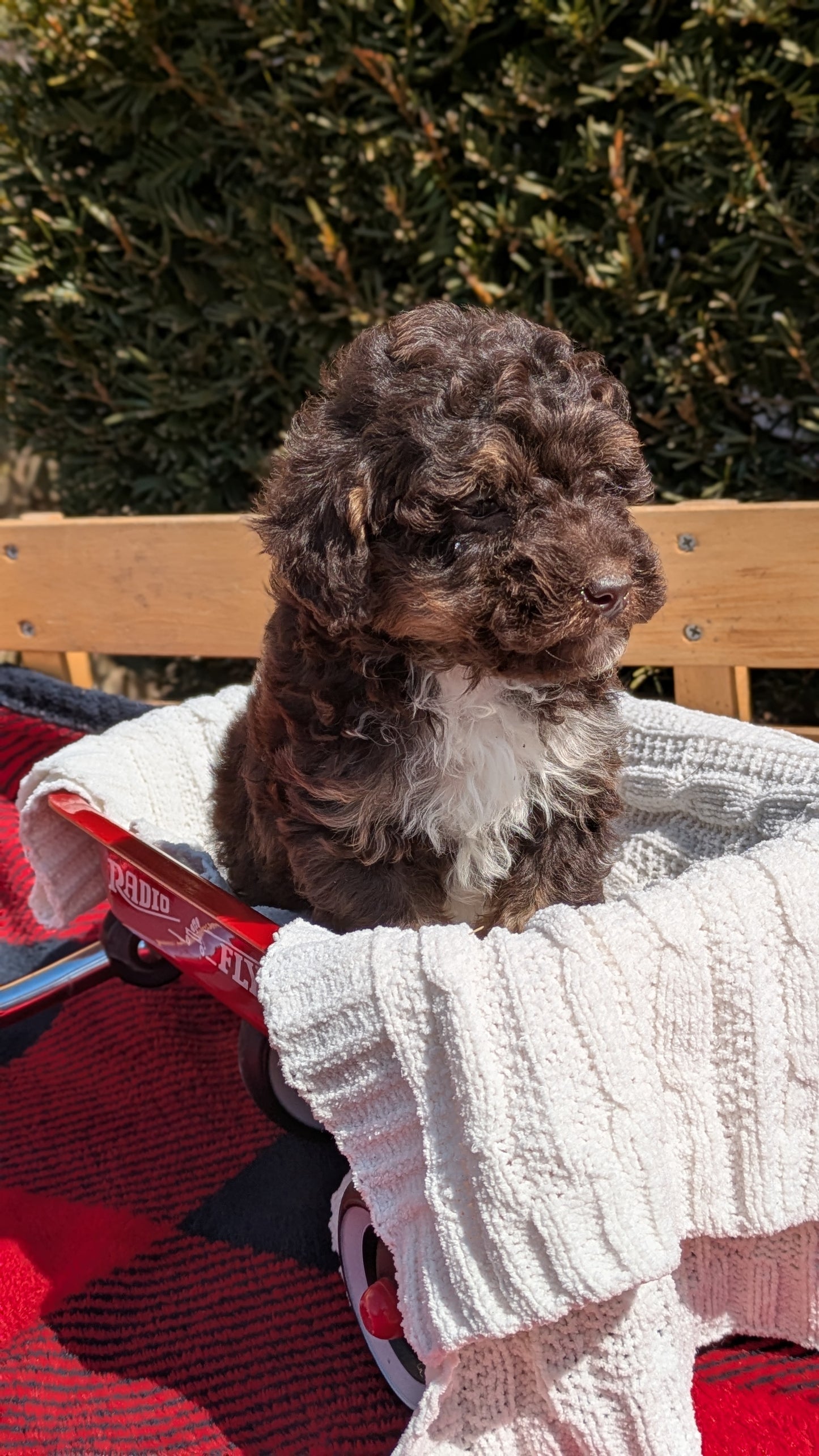 TOY POODLE (01/23) MALE