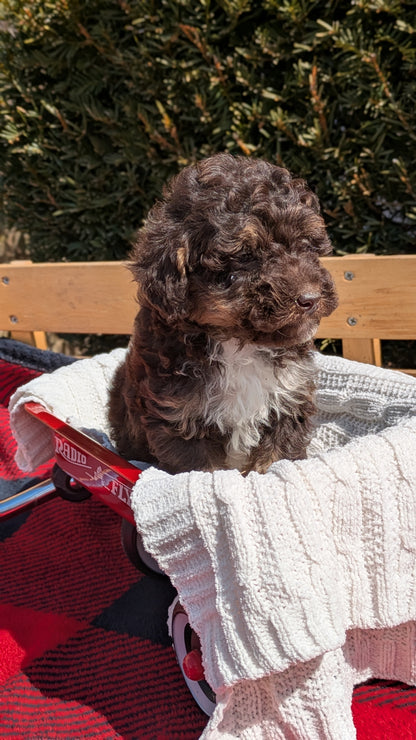 TOY POODLE (01/23) MALE