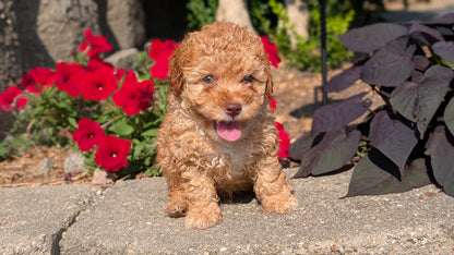 CAVAPOO (05/29) MALE