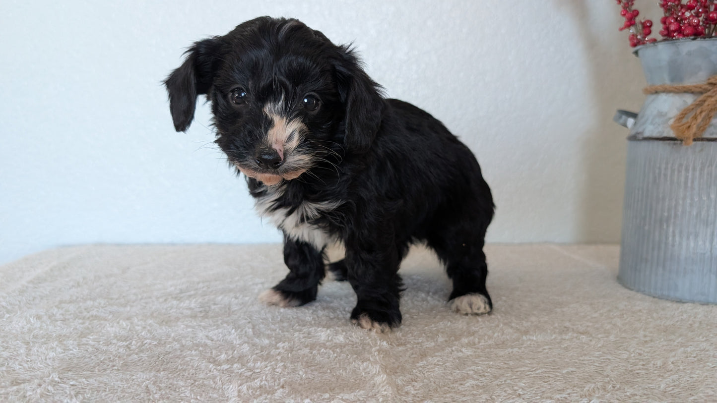 MINI BERNEDOODLE (OCT 15) MALES