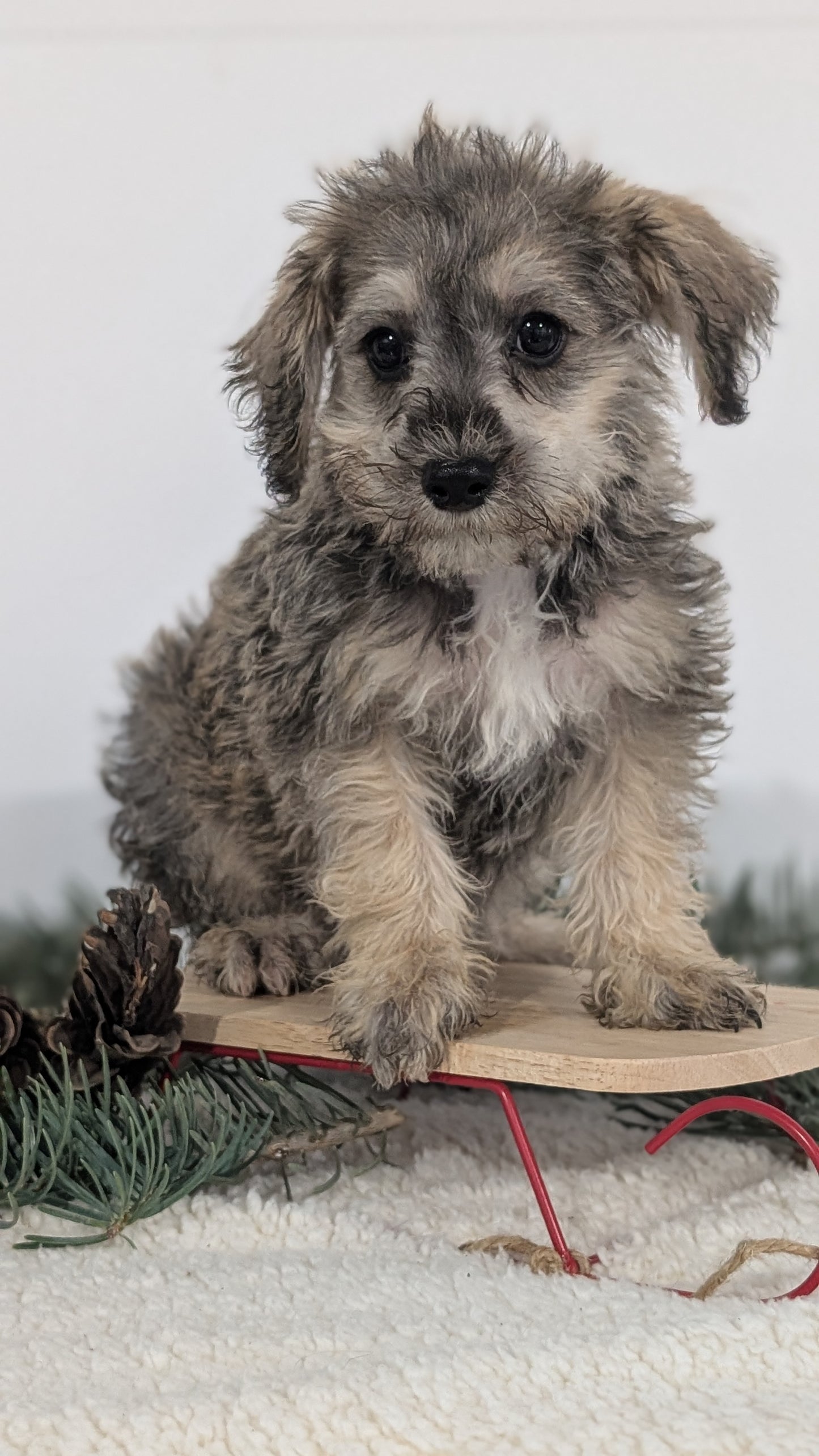 SCHNOODLE (09/20) MALE